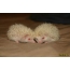 Novonarodené ježkovia (21 fotografií)