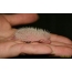 Newborn hedgehogs (21 photos)