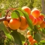 Салхин дээрх Apricots