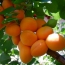 Салхин дээрх Apricots