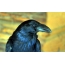 Screensaver on the desktop raven