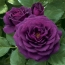 Roses purples