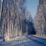 Winter, forest, road