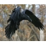 Raven sa flight