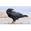 Picture black raven