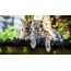 Wild cats on screensaver