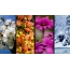 Spring flowers, autumn leaves, summer flowers, snow-covered trees
