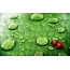પાણી પાંદડા, ladybugs પર ડ્રોપ્સ