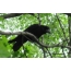 Picture black raven