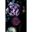 Flowers on a black background