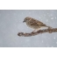 Winter sparrow on a branch