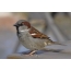 Sparrow Screensaver