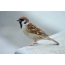 Sparrow Ekraanisäästja