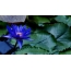 Sinine lillia