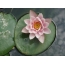 Screensaver on the desktop water lily