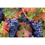 Wallpaper grape vine