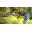 Wallpaper grape vine