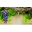 Wallpaper grapes