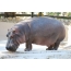 Screensaver no hipopótamo da área de trabalho