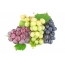 Multicolored grapes