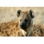 Hyena focinho em tela cheia
