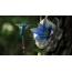 Hummingbird, flower