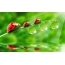 Ladybugs, dew on the grass