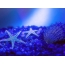 Starfish, školjke