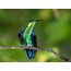 Hummingbirds på en gren