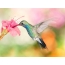Pink flower, hummingbird
