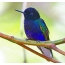 Blue hummingbird