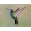 Hummingbird Bilde