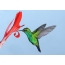 Zelený kolibřík