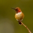 Oranžni kolibri