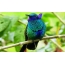 Emerald kolibrík