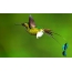 Hummingbird na zelenoj pozadini
