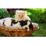 Kucing dan anak anjing dalam keranjang