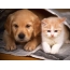 Ginger puppy and kitten