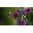Hummingbirds, flowers