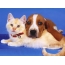 犬と生姜の猫