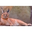 Hermosa lince