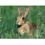 Hare hare joang