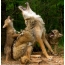 Lobo com filhotes de lobo
