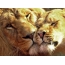 Lion u lioness