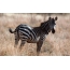 Zebra rau ntawm lub desktop