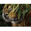 Tiger's muzzle full screen