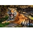 Tiger zoo nkauj