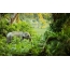 Jungle elephant