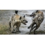 Spotted hyenas