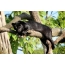Jaguar na stromě